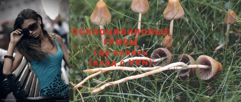 это официальный сайт  где купить   Конаково  Псилоцибиновые грибы Psilocybe 